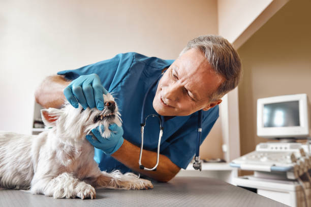 Best Emergency Denture Repair in Moundsville, WV